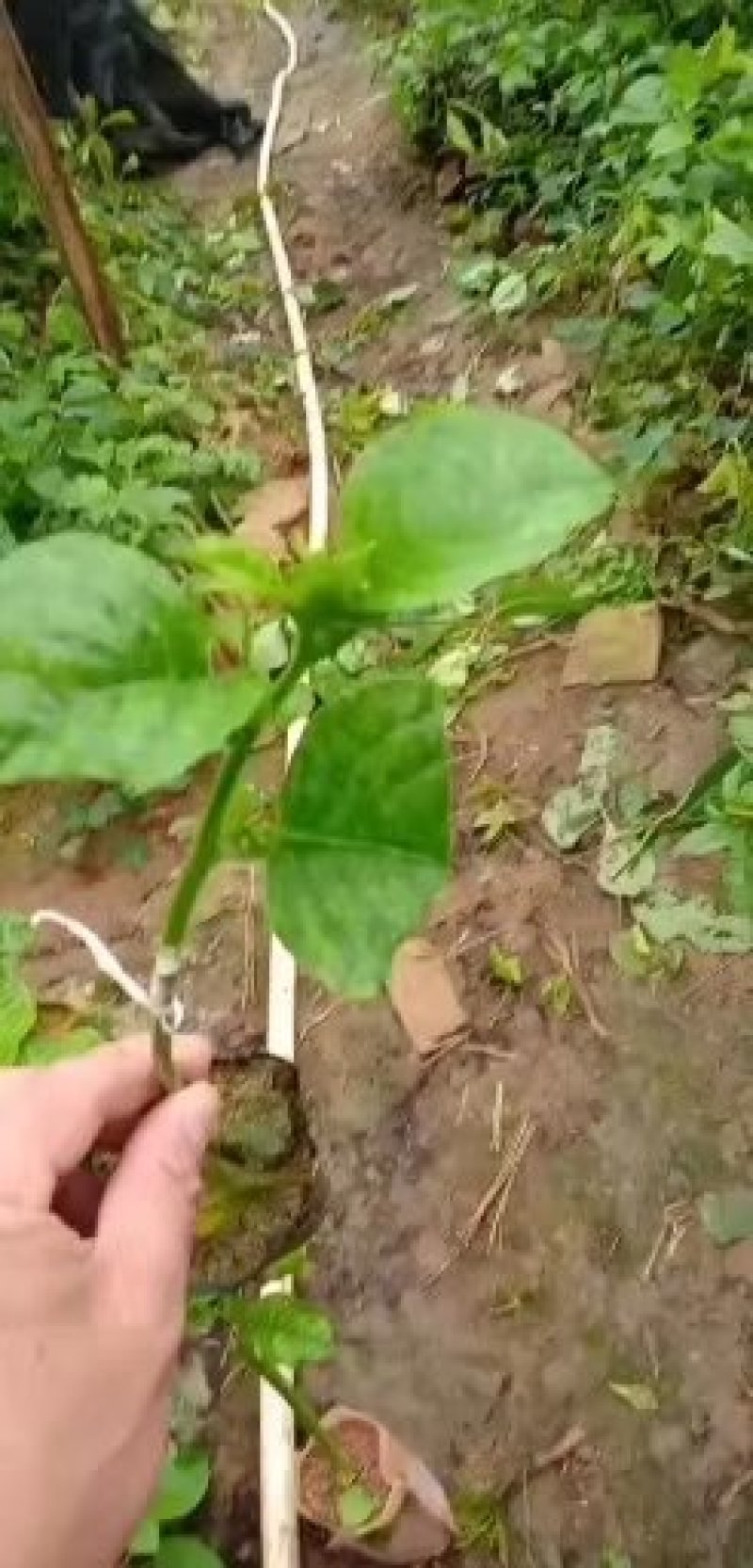 香蜜木瓜百香果苗正宗木瓜百香果苗，单果可达到一公斤