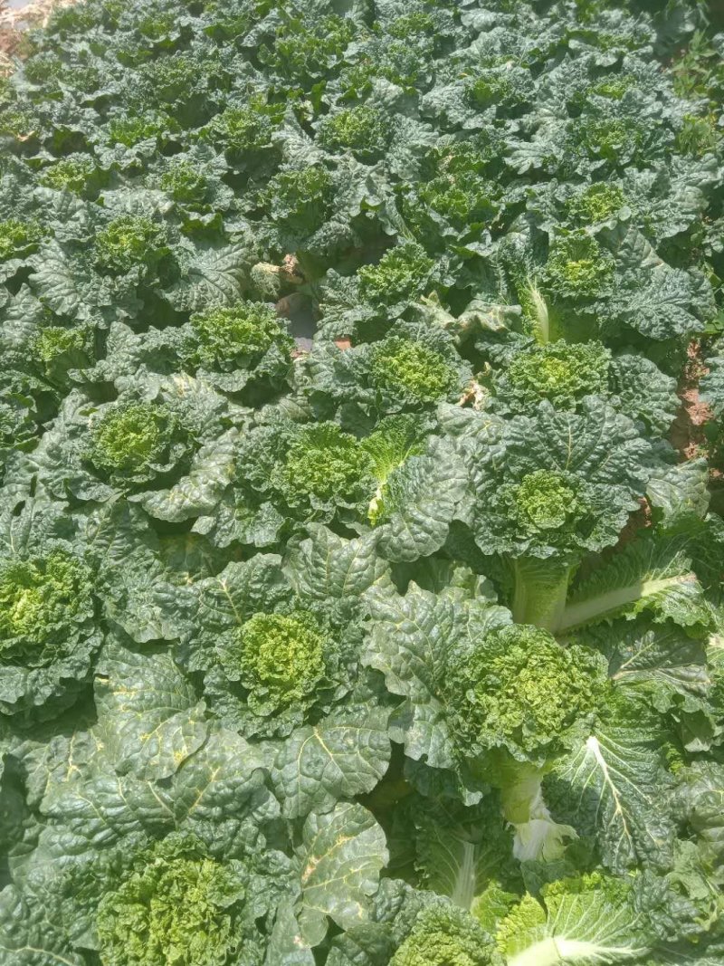 精品秋绿，等待你的来电