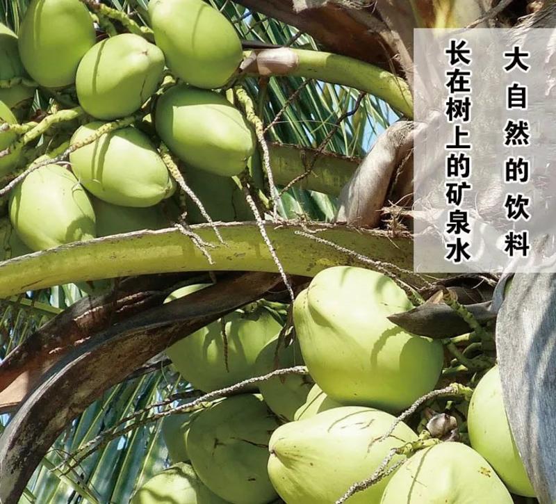 海南文昌东郊天热热带椰子大量供应全国可发