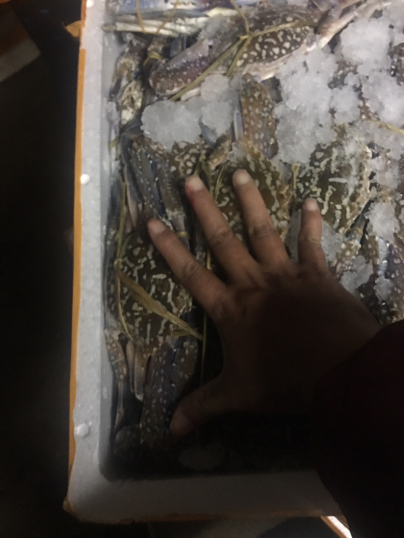 正宗北部湾大船单冻蓝花蟹