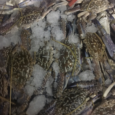 正宗北部湾大船单冻蓝花蟹