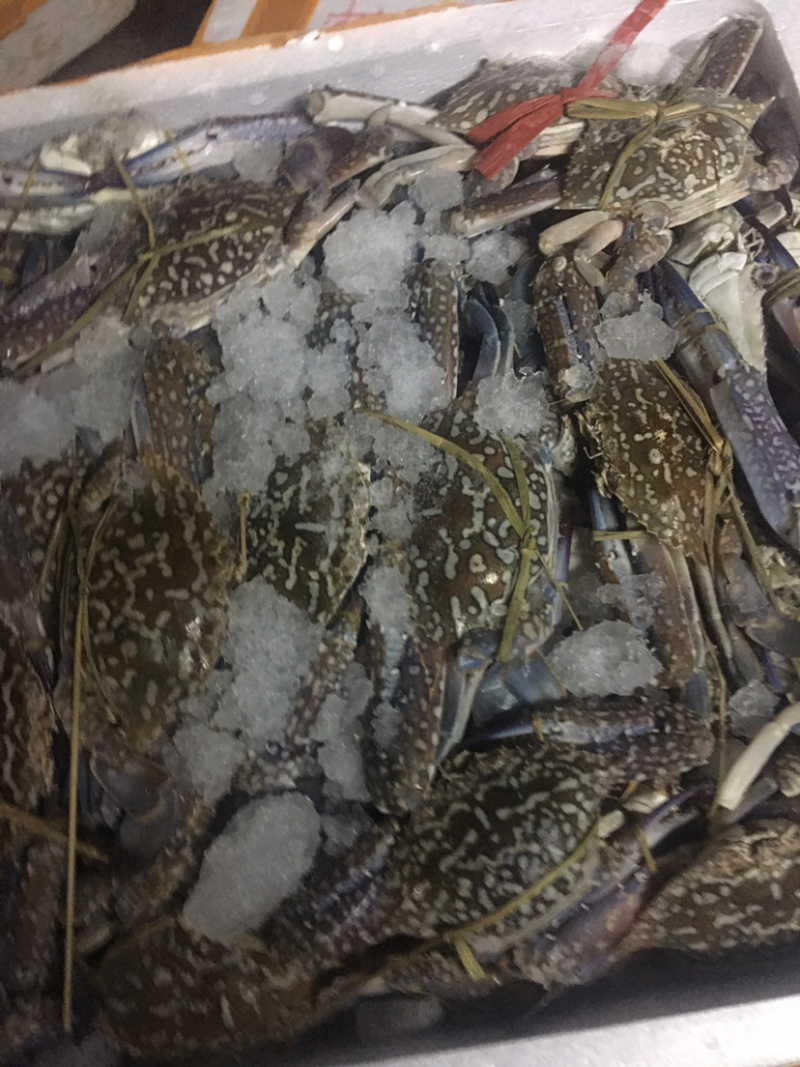 正宗北部湾大船单冻蓝花蟹