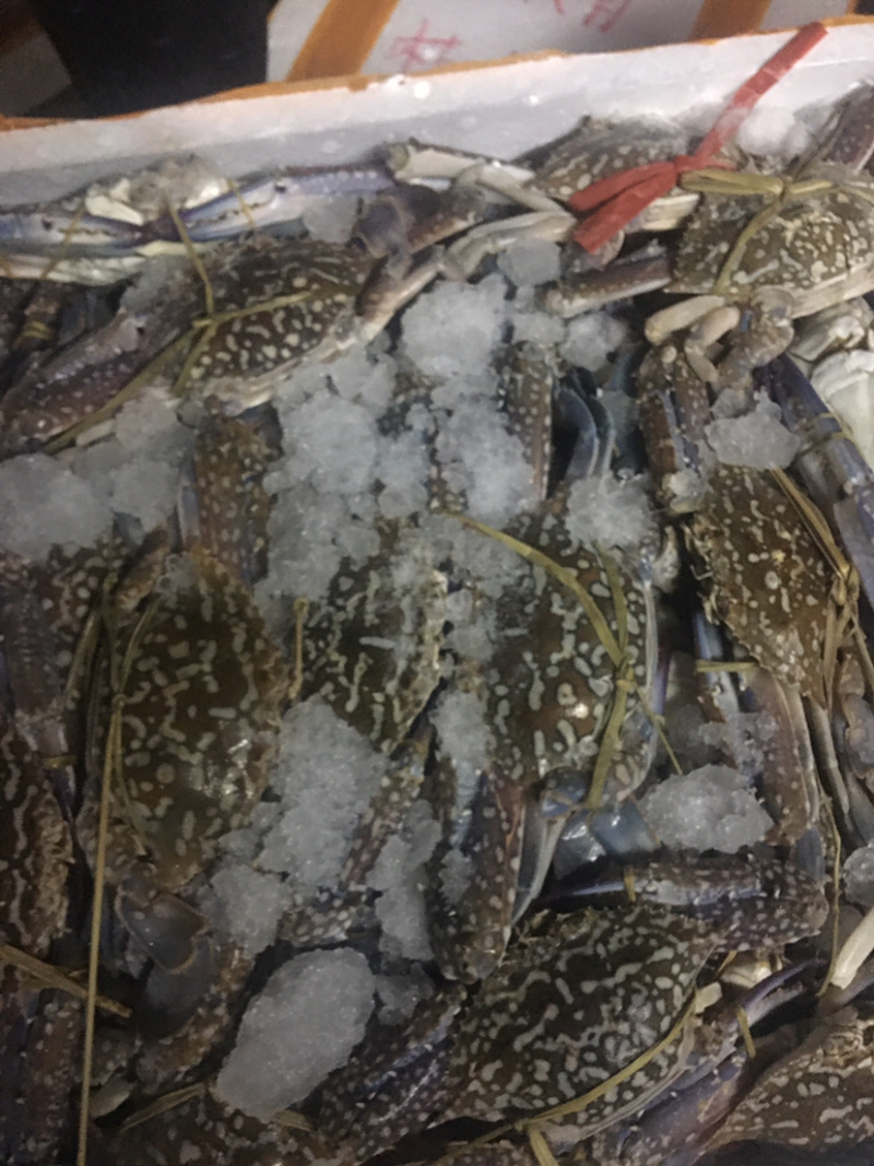 正宗北部湾大船单冻蓝花蟹