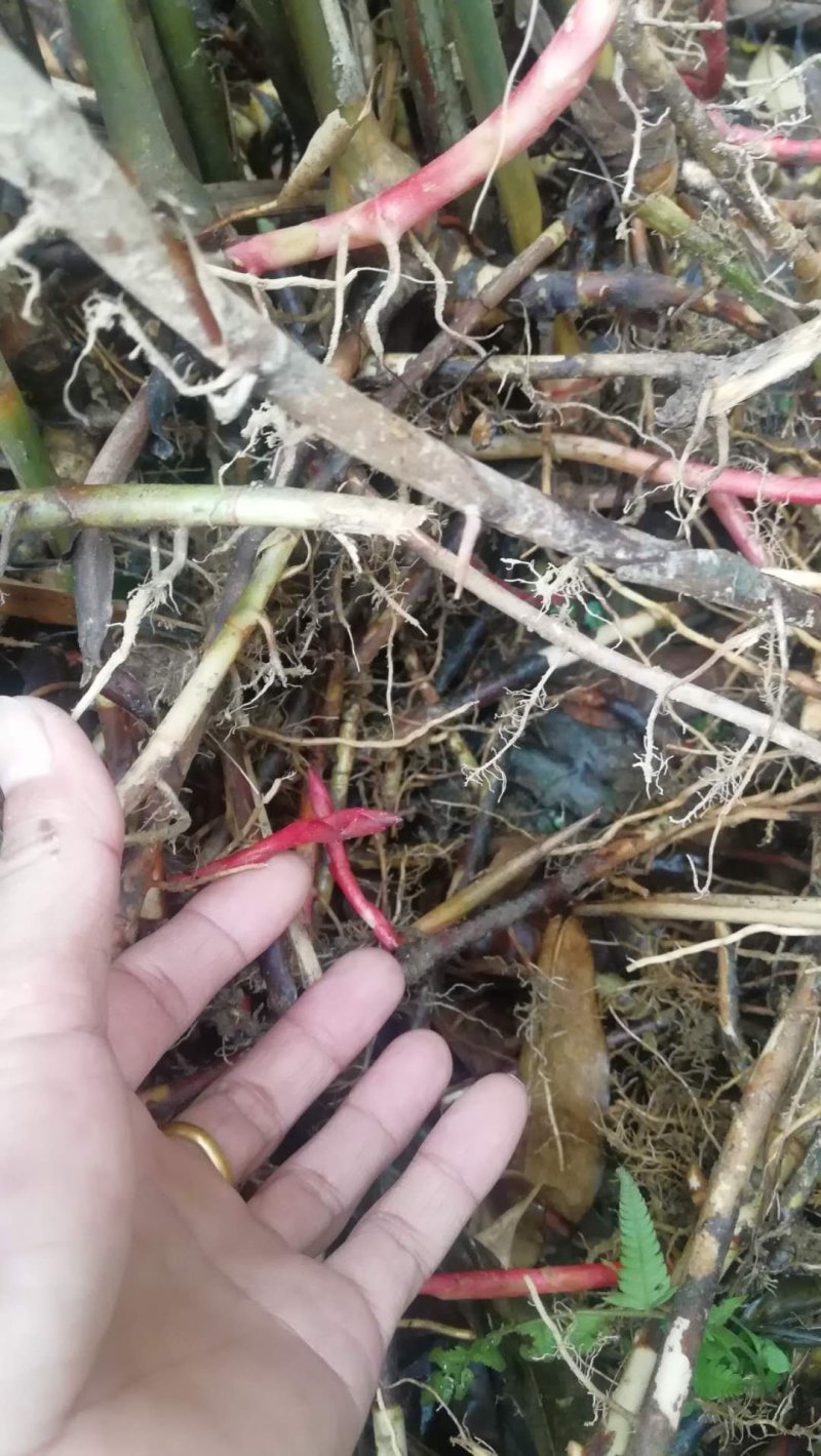 出售纯正优质阳春特产春砂仁苗I至2年苗，