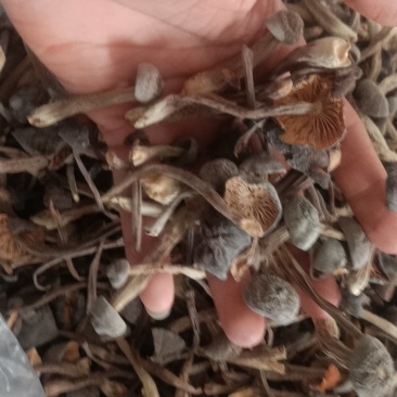 黑皮鸡枞菌干品菌香味持久浓厚