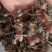 黑皮鸡枞菌干品菌香味持久浓厚