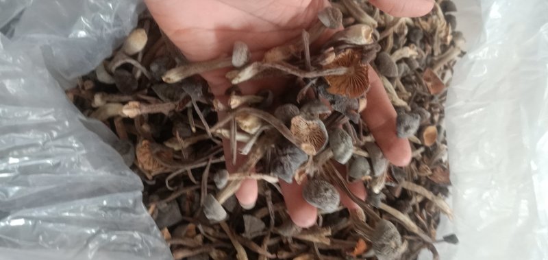 黑皮鸡枞菌干品菌香味持久浓厚