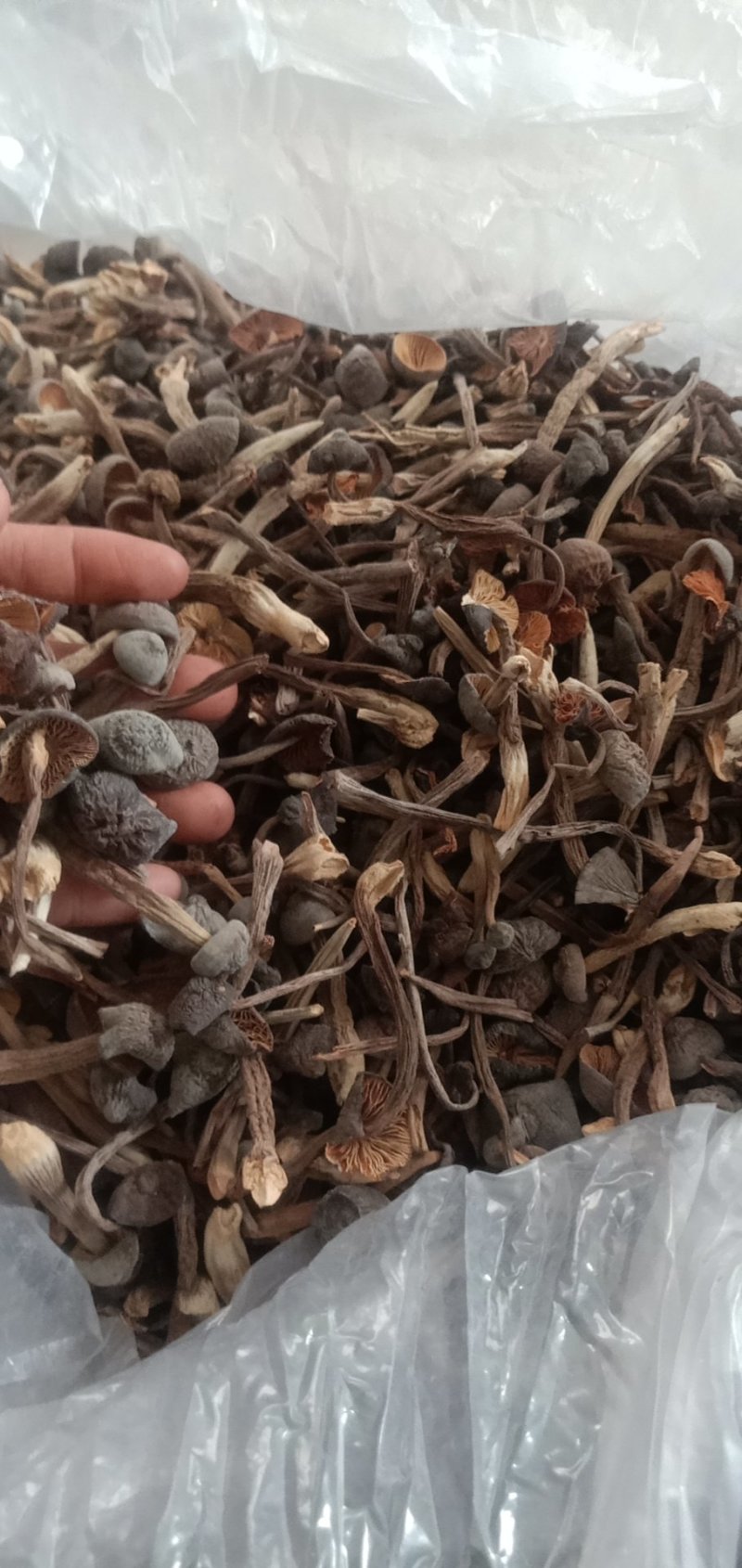 黑皮鸡枞菌干品菌香味持久浓厚