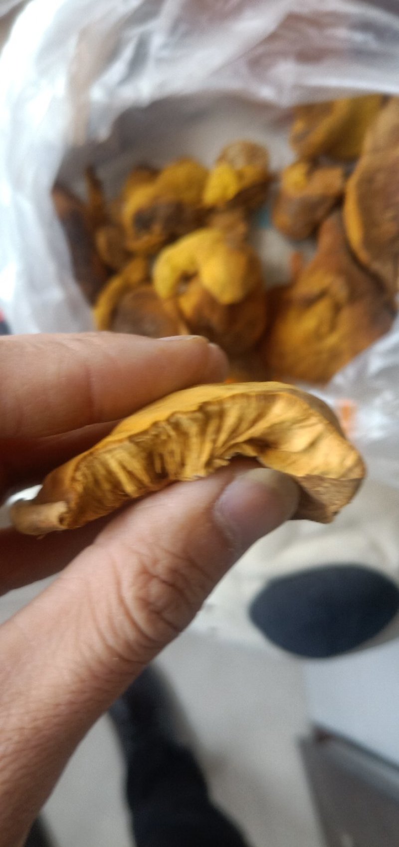 桑黄