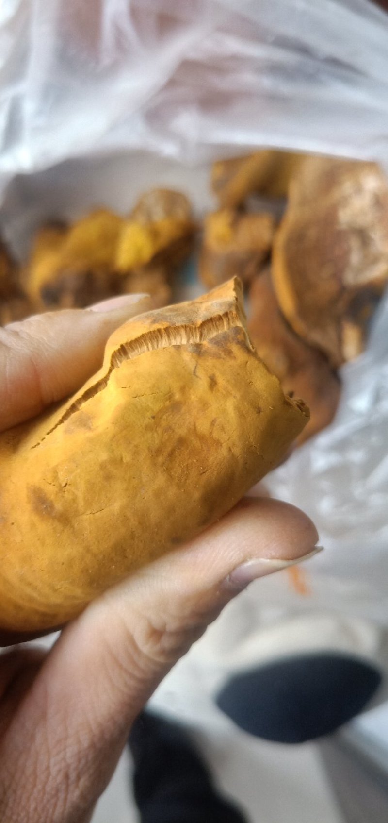 桑黄