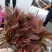 **香椿芽春芽红香椿新鲜春芽青州临朐石佛产地直供
