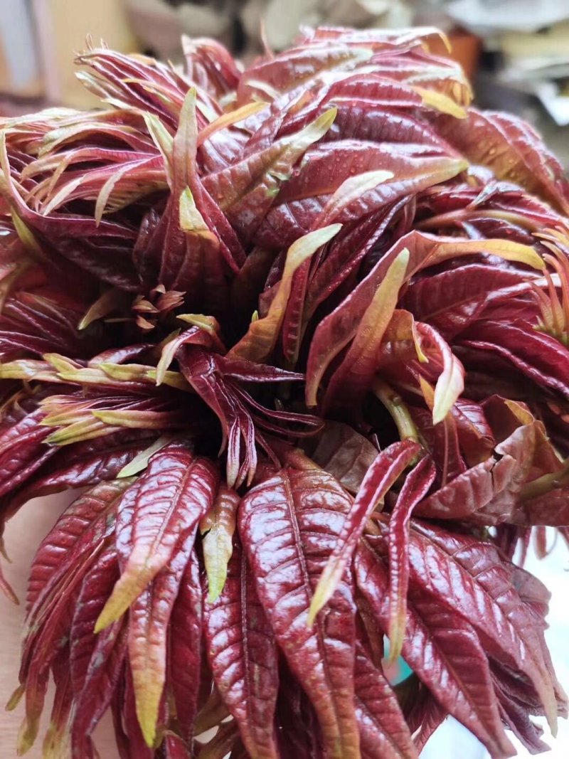**香椿芽春芽红香椿新鲜春芽青州临朐石佛产地直供
