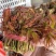 **香椿芽春芽红香椿新鲜春芽青州临朐石佛产地直供