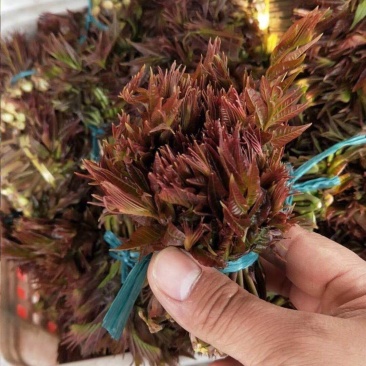 **香椿芽春芽红香椿新鲜春芽青州临朐石佛产地直供