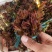 **香椿芽春芽红香椿新鲜春芽青州临朐石佛产地直供