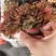 **香椿芽春芽红香椿新鲜春芽青州临朐石佛产地直供
