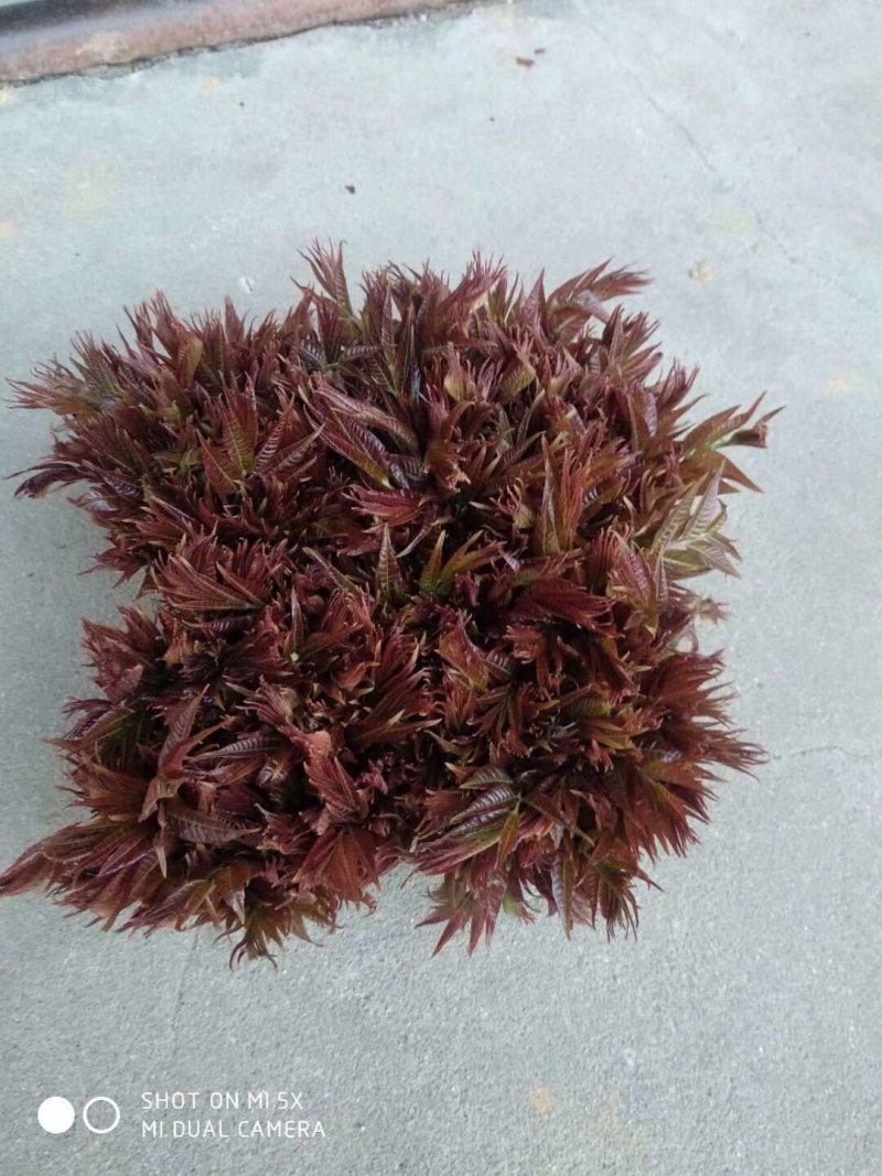 **香椿芽春芽红香椿新鲜春芽青州临朐石佛产地直供