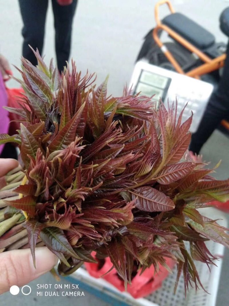 **香椿芽春芽红香椿新鲜春芽青州临朐石佛产地直供