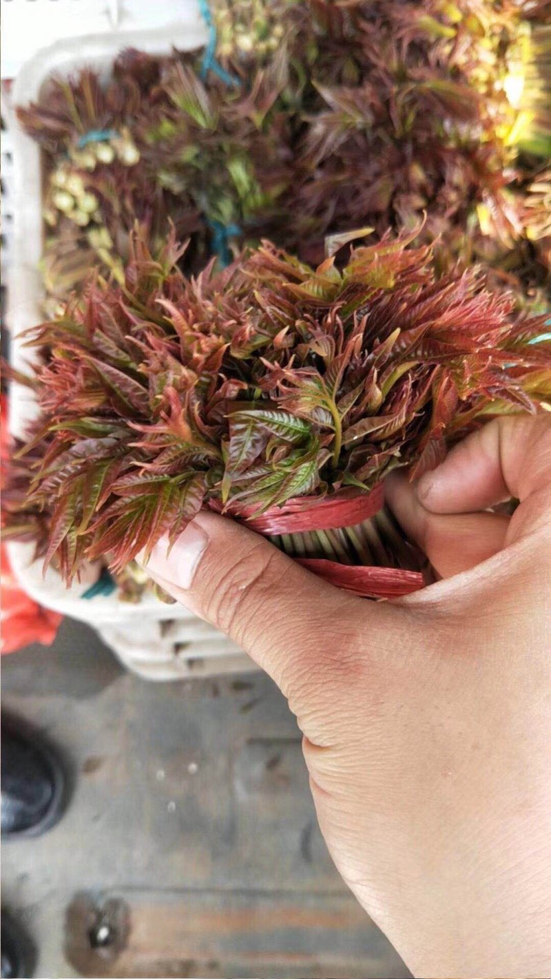 **香椿芽春芽红香椿新鲜春芽青州临朐石佛产地直供