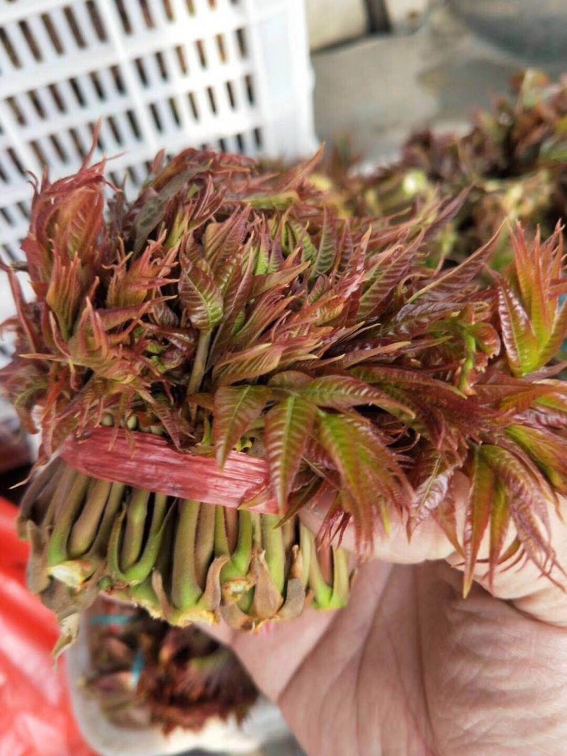 **香椿芽春芽红香椿新鲜春芽青州临朐石佛产地直供