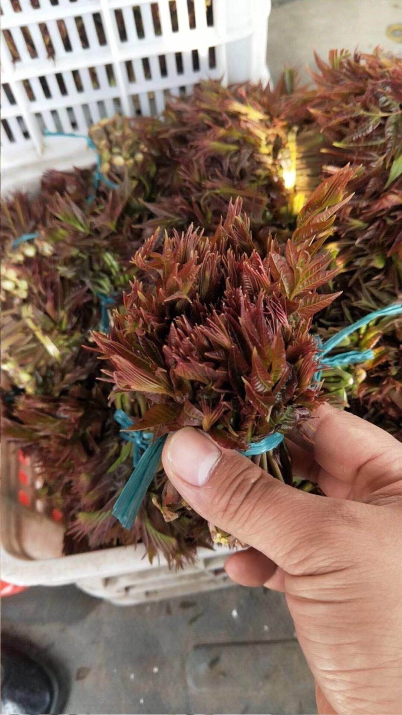 **香椿芽春芽红香椿新鲜春芽青州临朐石佛产地直供