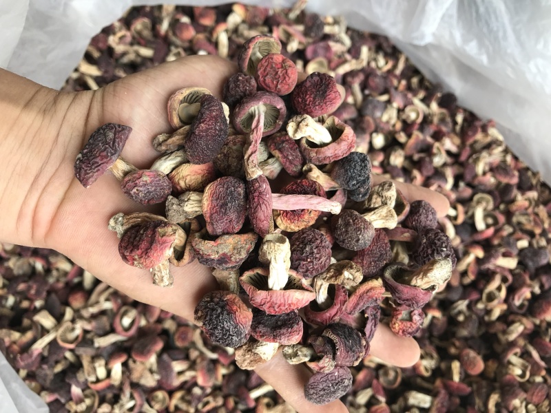 野生红菇小菇蕾，正红菇小菇丁，有量有价！有意向的电联！