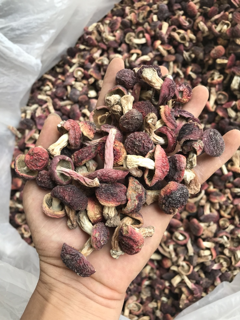 野生红菇小菇蕾，正红菇小菇丁，有量有价！有意向的电联！