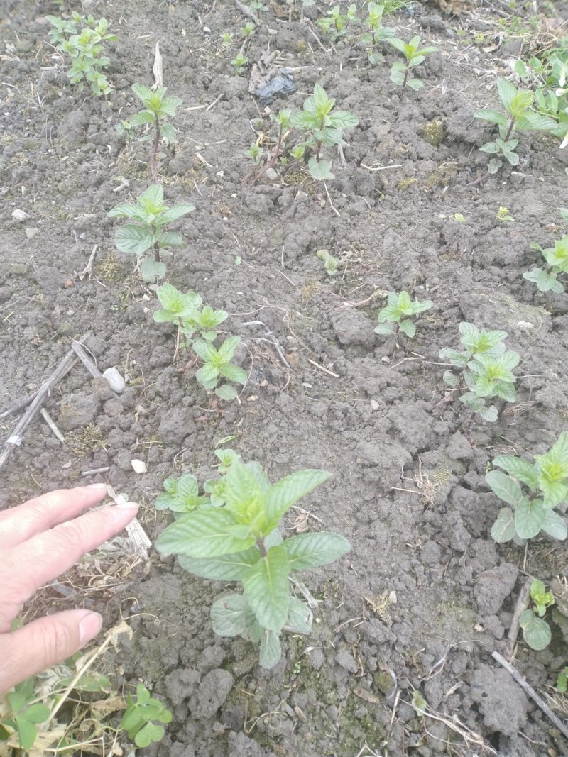 薄荷、药用薄荷、食用薄荷紫杆薄荷