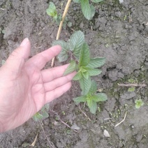 薄荷、药用薄荷、食用薄荷紫杆薄荷