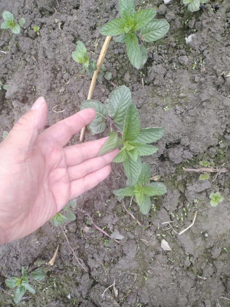 薄荷、药用薄荷、食用薄荷紫杆薄荷