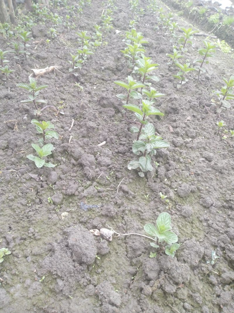 薄荷、药用薄荷、食用薄荷紫杆薄荷