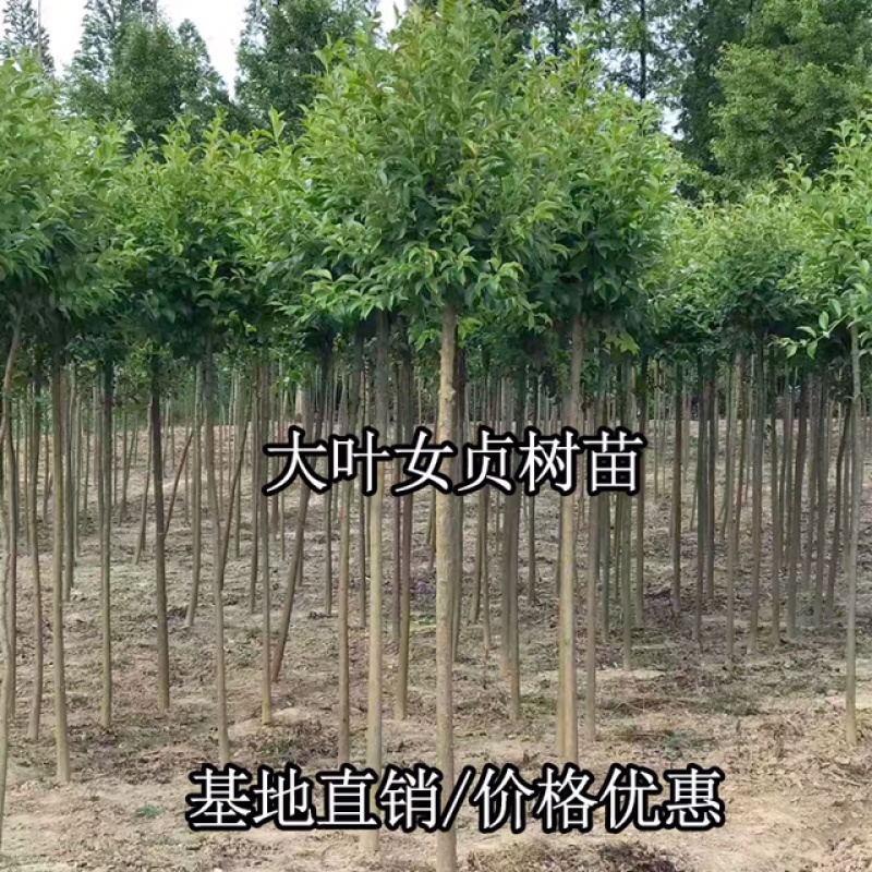 大叶女贞女贞苗全部先挖先卖基地直销提供发票