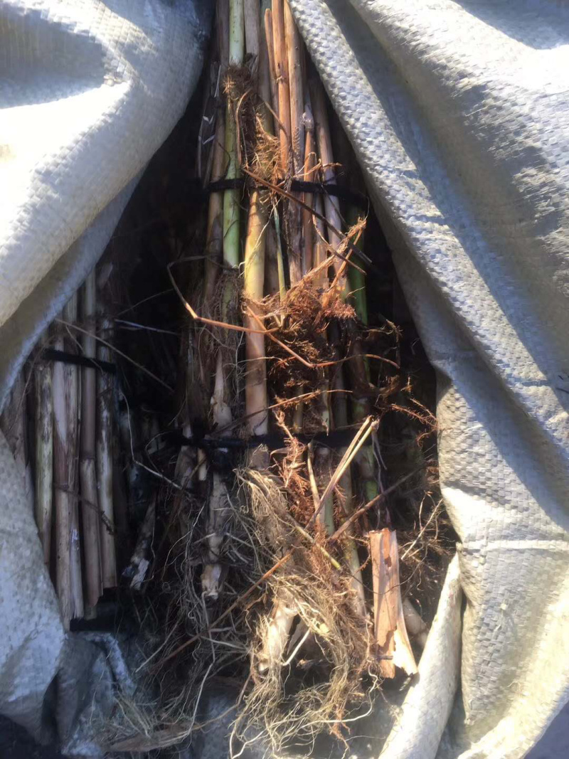 芦苇苗：（种植批发各种水生植物）