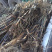 芦苇苗：（种植批发各种水生植物）
