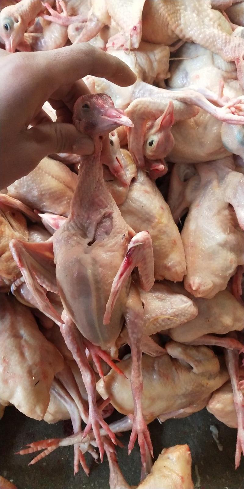 乳鸽白条鸽老鸽子鸽肉工厂发货保证质量常年供应
