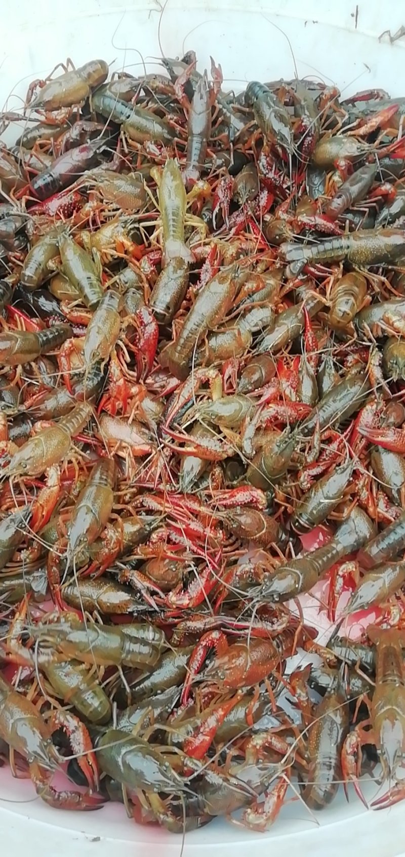 发货地区渝川贵，龙虾饱满，干净，规格硬，包邮，不包中转