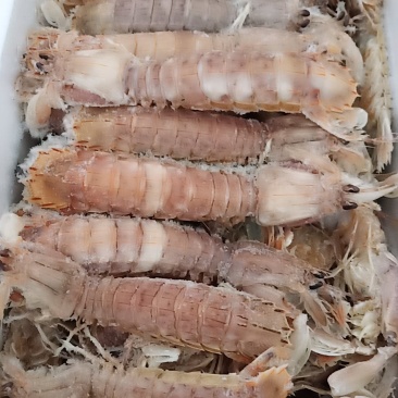 熟冻皮皮虾产自黄勃海肉多壳薄