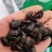 九香虫臭板虫臭屁虫黑兜虫屁板虫屁巴虫