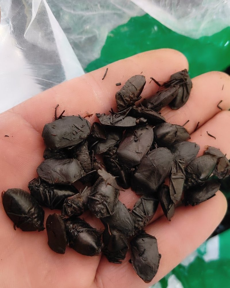 九香虫臭板虫臭屁虫黑兜虫屁板虫屁巴虫