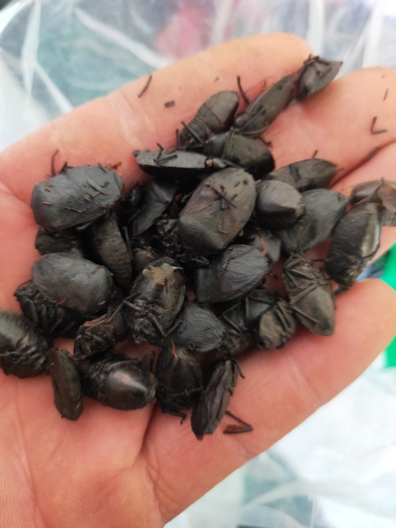 九香虫臭板虫臭屁虫黑兜虫屁板虫屁巴虫