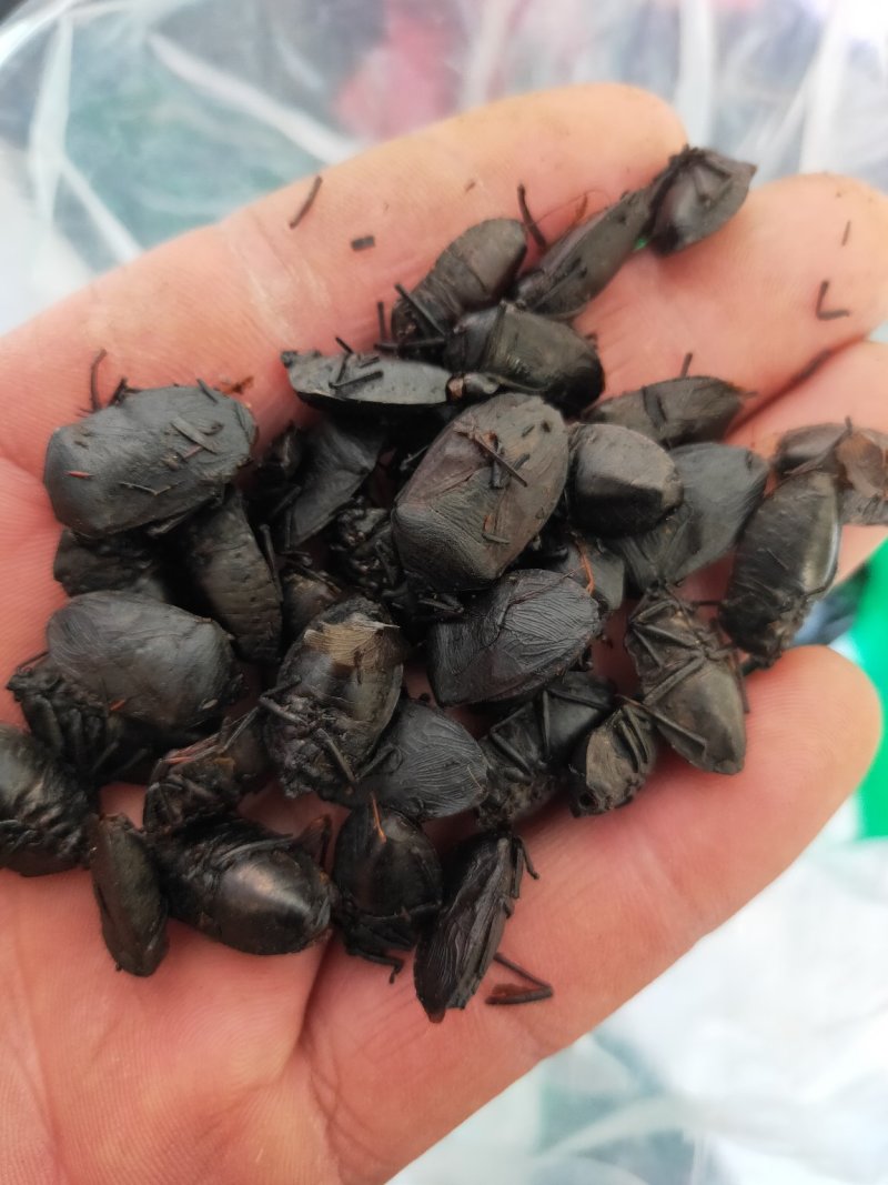 九香虫臭板虫臭屁虫黑兜虫屁板虫屁巴虫
