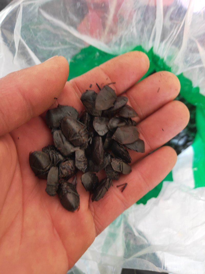 九香虫新货量大优惠代抓各种药方不满意可以退换