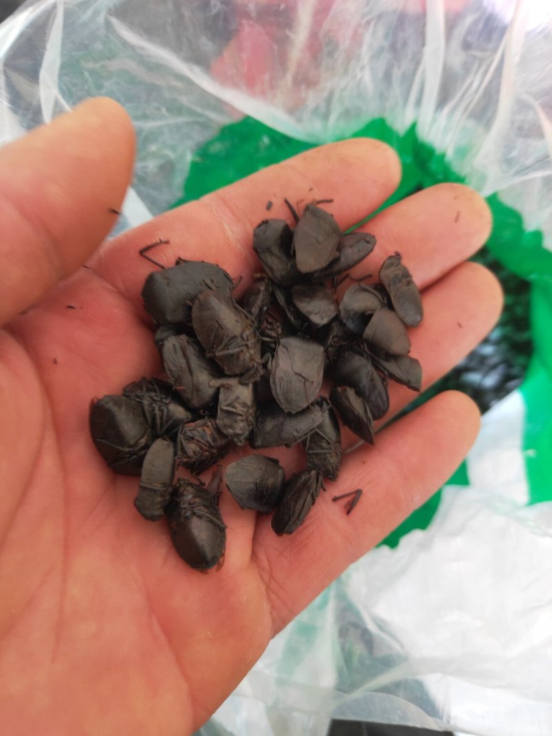 九香虫新货量大优惠代抓各种药方不满意可以退换