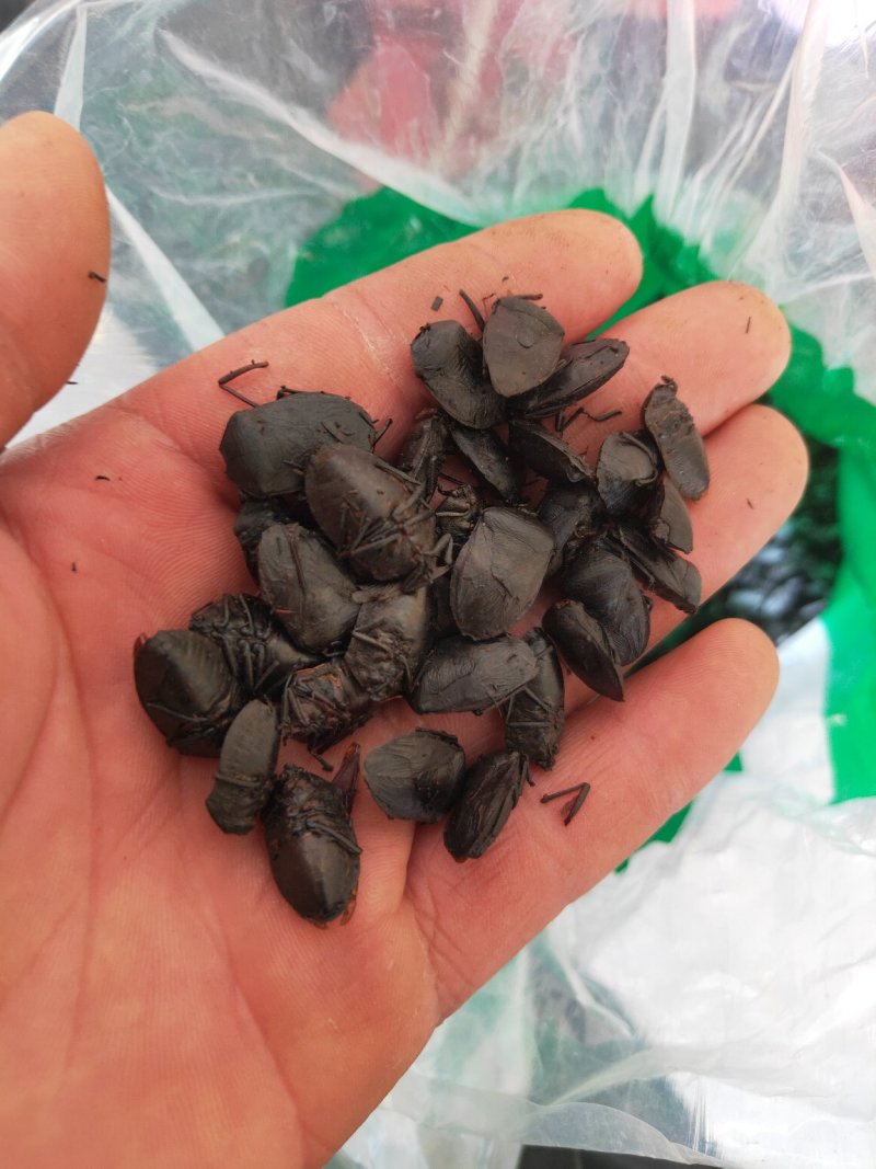 九香虫新货量大优惠代抓各种药方不满意可以退换