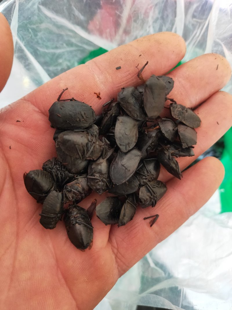 九香虫新货量大优惠代抓各种药方不满意可以退换