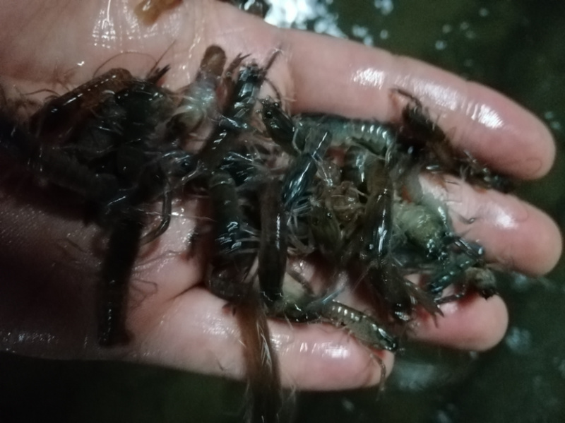 澳洲龙虾苗规格齐全批发出售。。。。。。。。