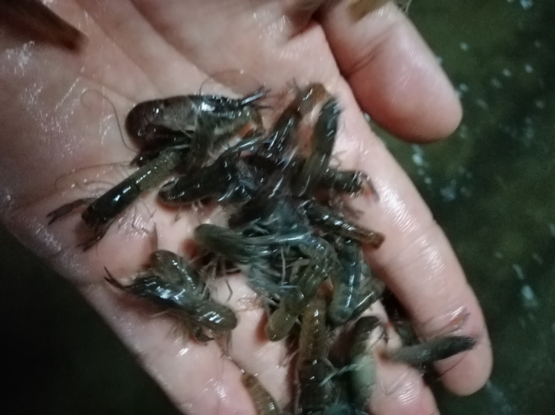 澳洲龙虾苗规格齐全批发出售。。。。。。。。