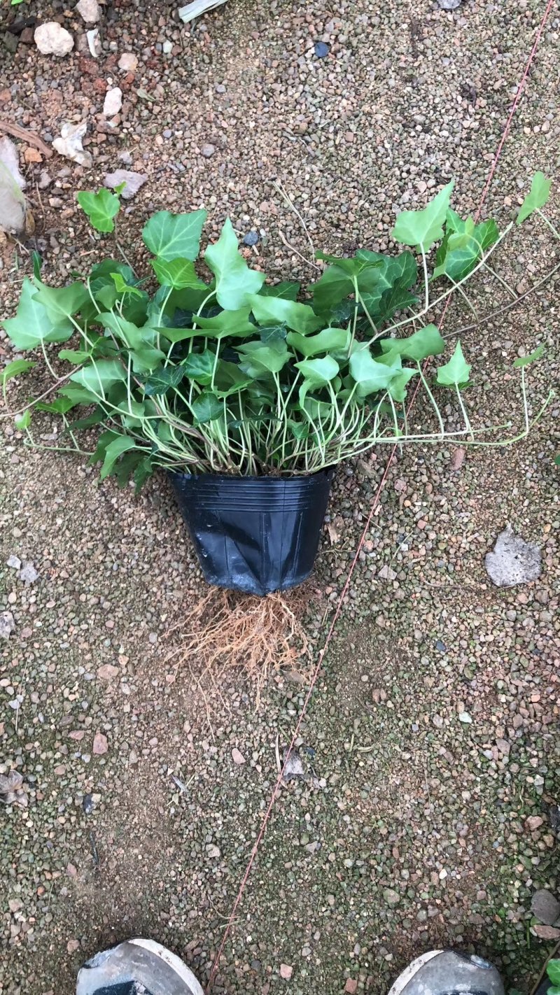 常春藤吊兰盆栽绿植吸甲醛