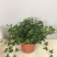 常春藤吊兰盆栽绿植吸甲醛