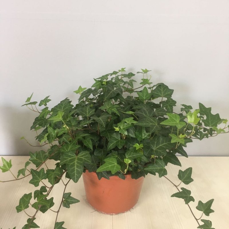 常春藤吊兰盆栽绿植吸甲醛